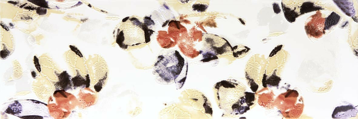 Majolika, WITVE008, dekor, 20 x 60 cm, vícebarevná